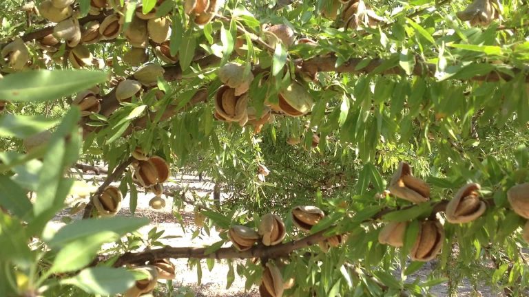 La Unió almendras