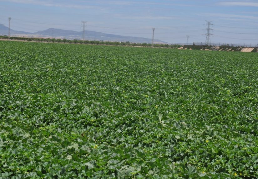 campo melon murcia 2
