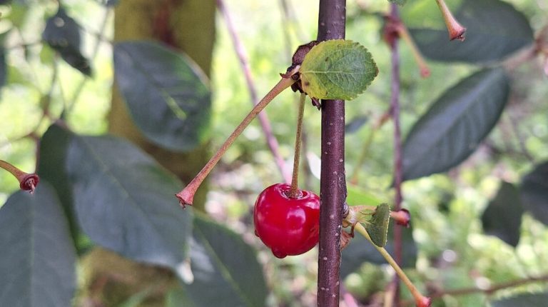 cereza bb