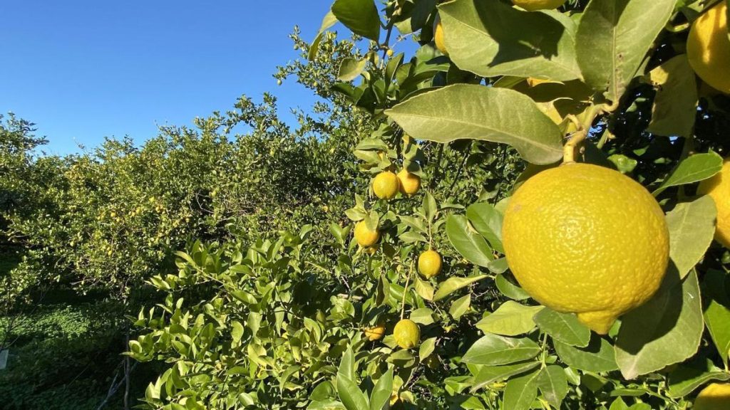 limones - asaja murcia