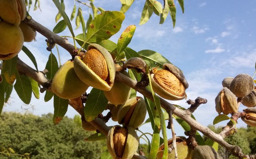 almendras-8-20-1024x512