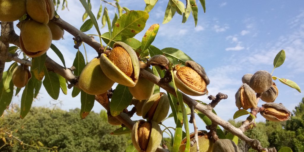 almendras-8-20-1024x512