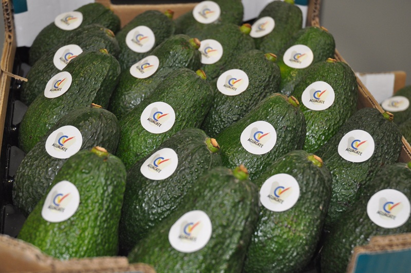 Aguacate valencia