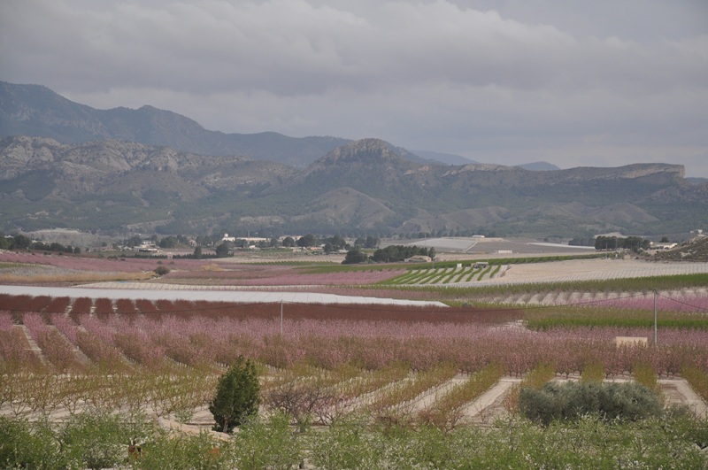 campo flor