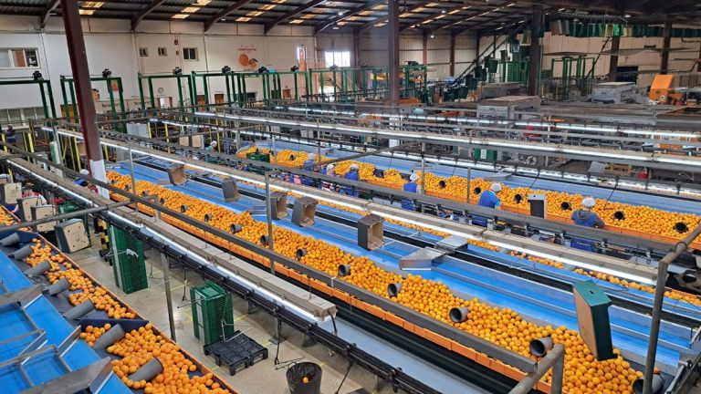 benihort-almacén-citricos-1