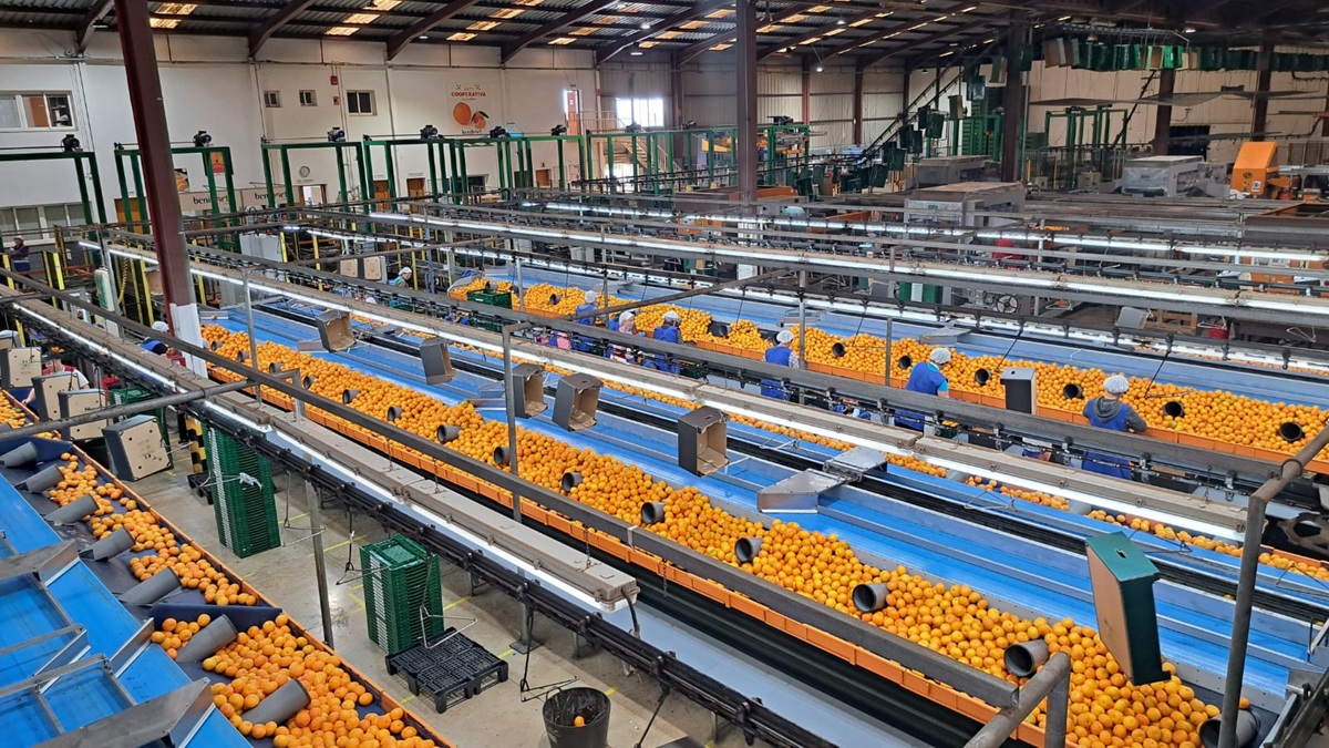 benihort-almacén-citricos-1