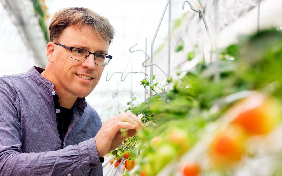 Gerben Messelink greenhouse digital