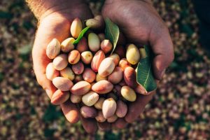 Viridi-horizons-pistacho-recien-cosechadow-768x512