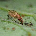 Biobest Micromus angulatus adult