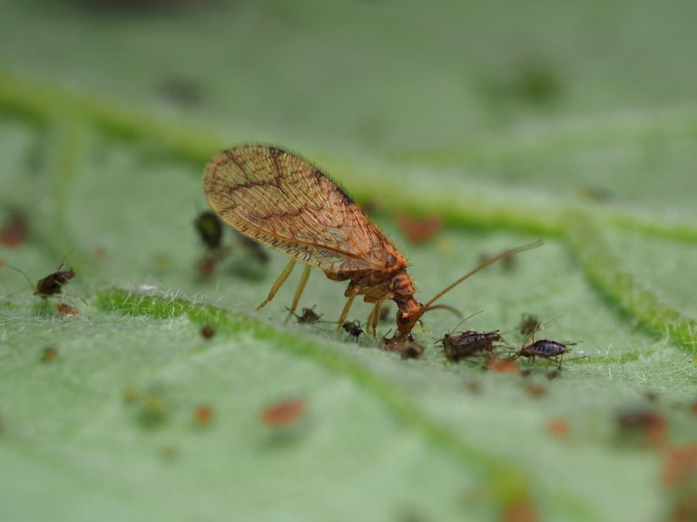 Biobest Micromus angulatus adult