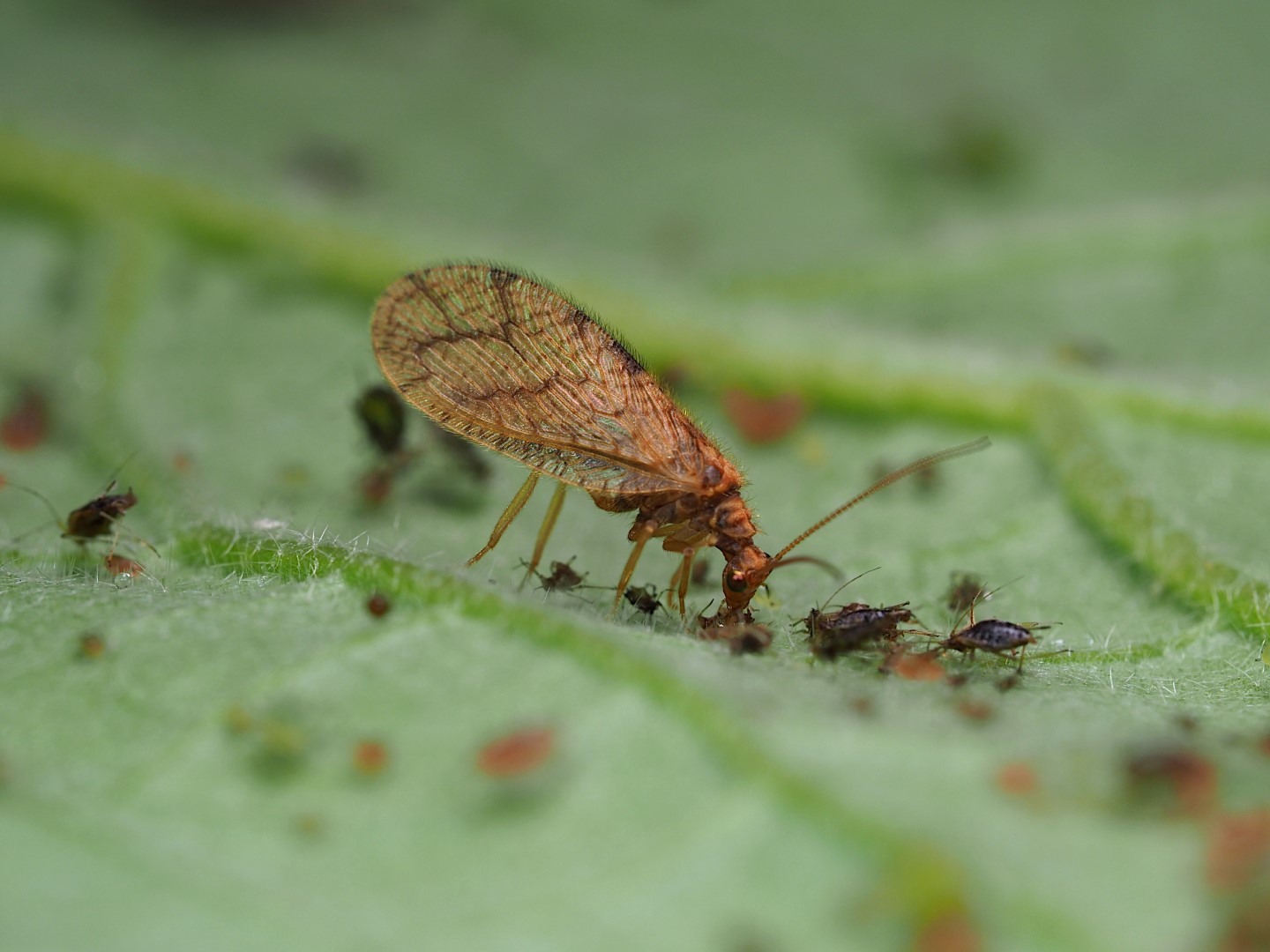 Biobest Micromus angulatus adult