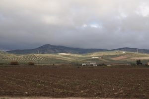 campo-de-esparragos-de-Huetor-Tajar-768x510