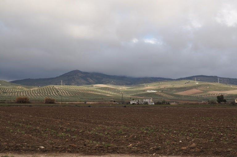 campo-de-esparragos-de-Huetor-Tajar-768x510