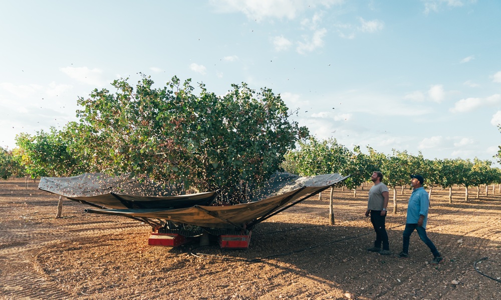 Recolección de pistachos en Castilla-La Mancha