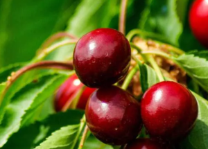 Spanien: DOP Cereza del Jerte erwartet in der Saison 2026 eine Zertifizierung von 10 Millionen Kilo Kirschen