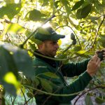 montosa aguacate