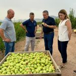 pera jumilla