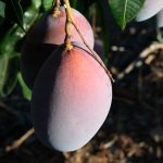 mango-montosa-768x512