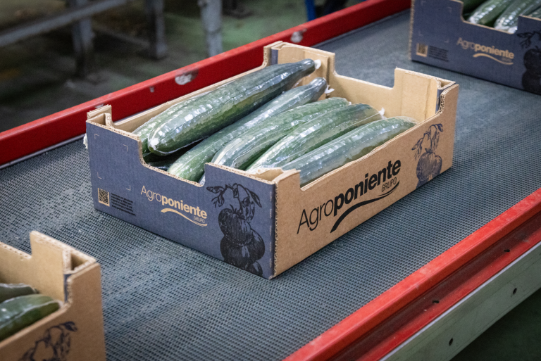 Agroponiente-pepino-2026-768x513