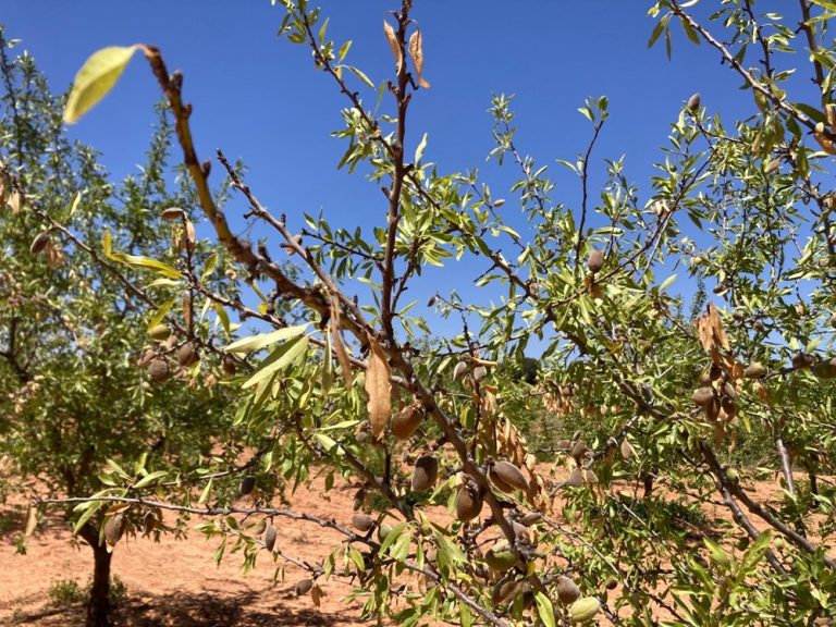 Almendros sequíalaunio