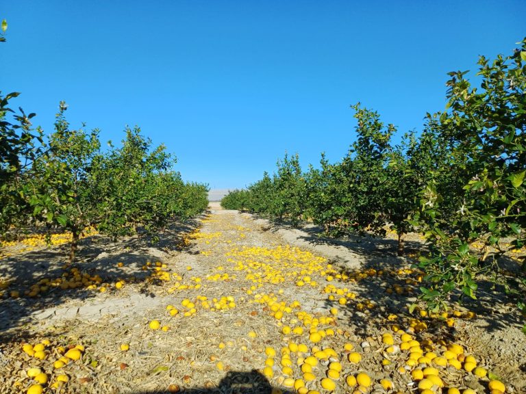 Limones_en_el_suelo_en_la_Vega_Baja