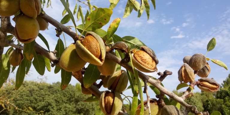 almendras 8-20