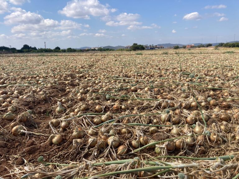 campo cebollas no recolectadas La Unió