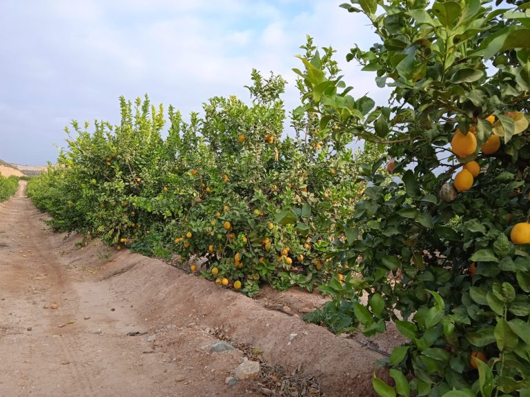 Citricos - Asaja Almería