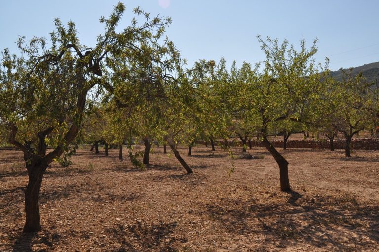 almendras julio cs