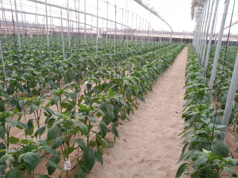 plantación pimiento Asaja Almería