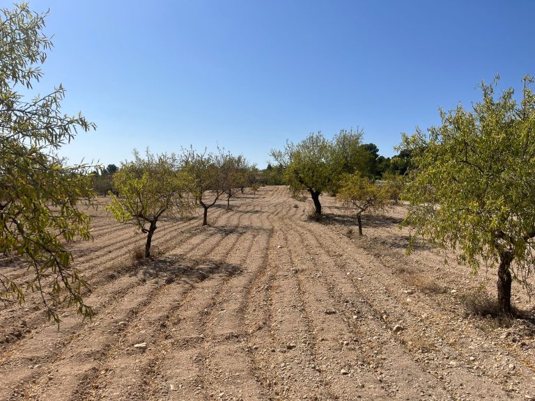 almendros_losvelez coag almeria