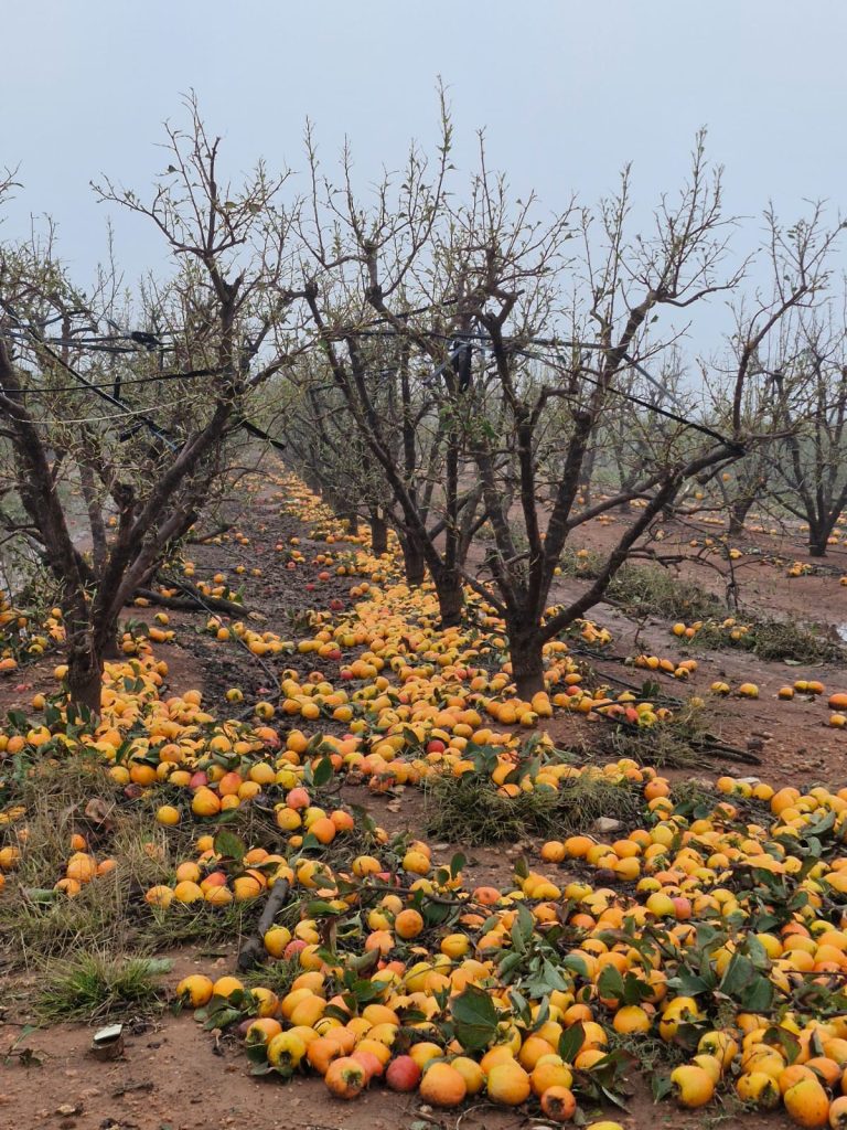 AgroseguroCitricos-danados-DANA