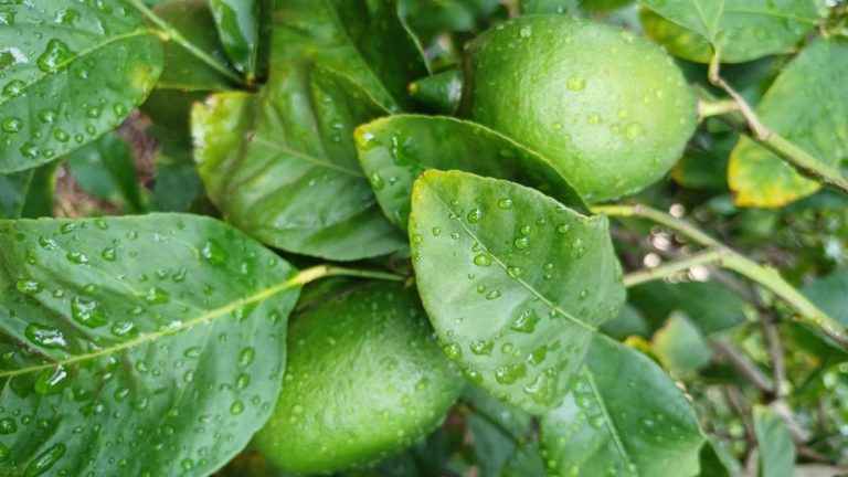 Lluvia_limones_Orihuela Asaja Alicante