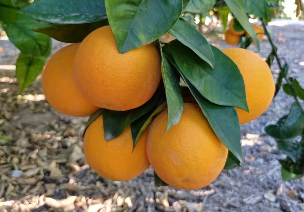 Naranjas_Valencia_Late_para_zumo_Asaja Alicante