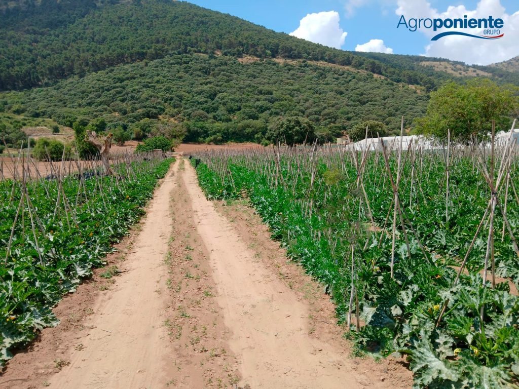 AGROPONIENTE. Balance campaña tomate de verano en la sierra 1