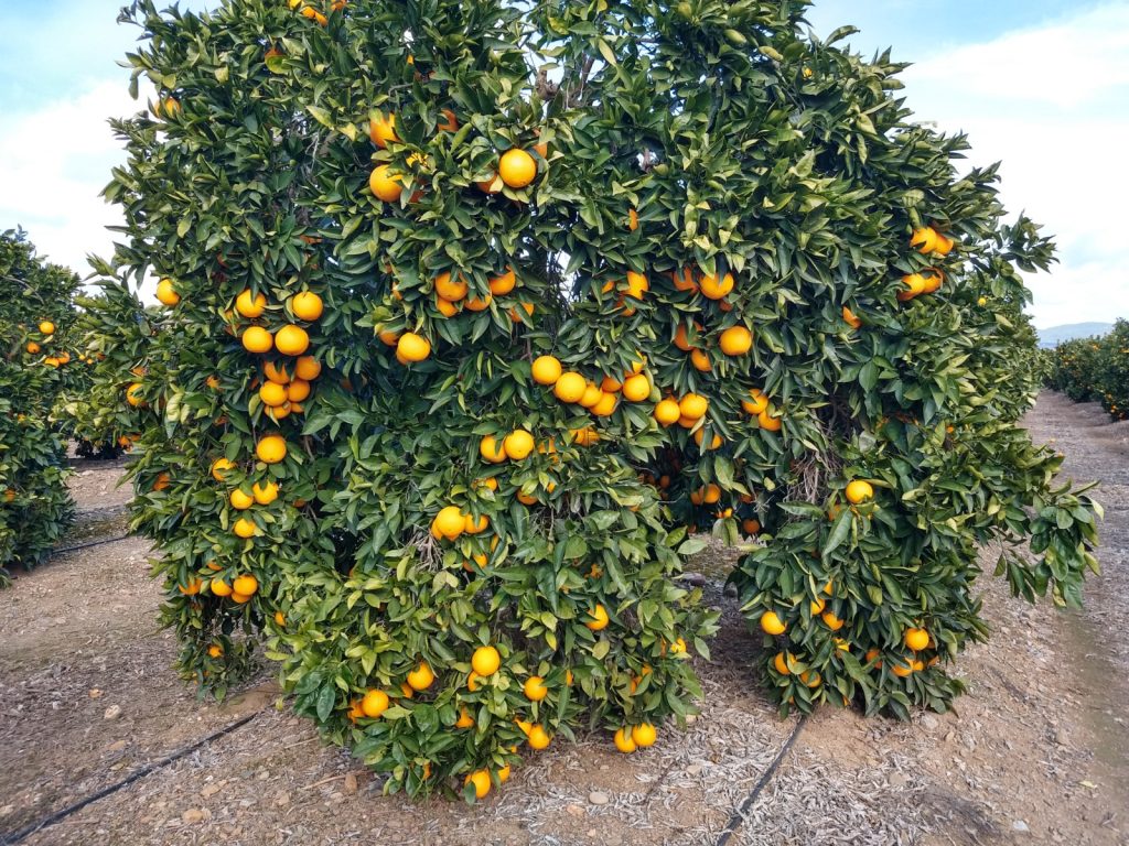 Citricos vega guadalquivir Asaja Córdoba