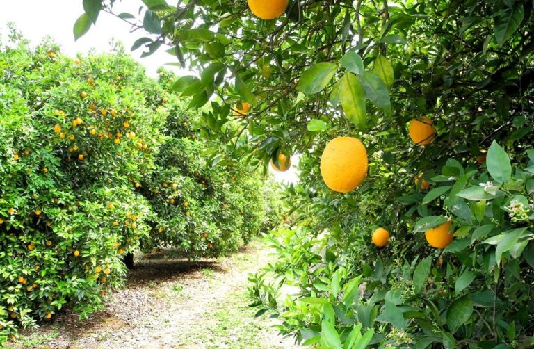 La unio Cítricos en el campo