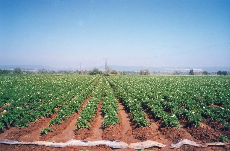 patatas finca