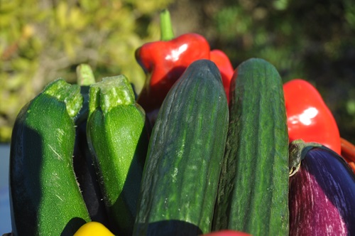 pepino y calabacin