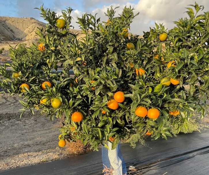 Citricos Asaja Almería