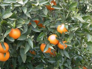 naranjas LonjaCordoba