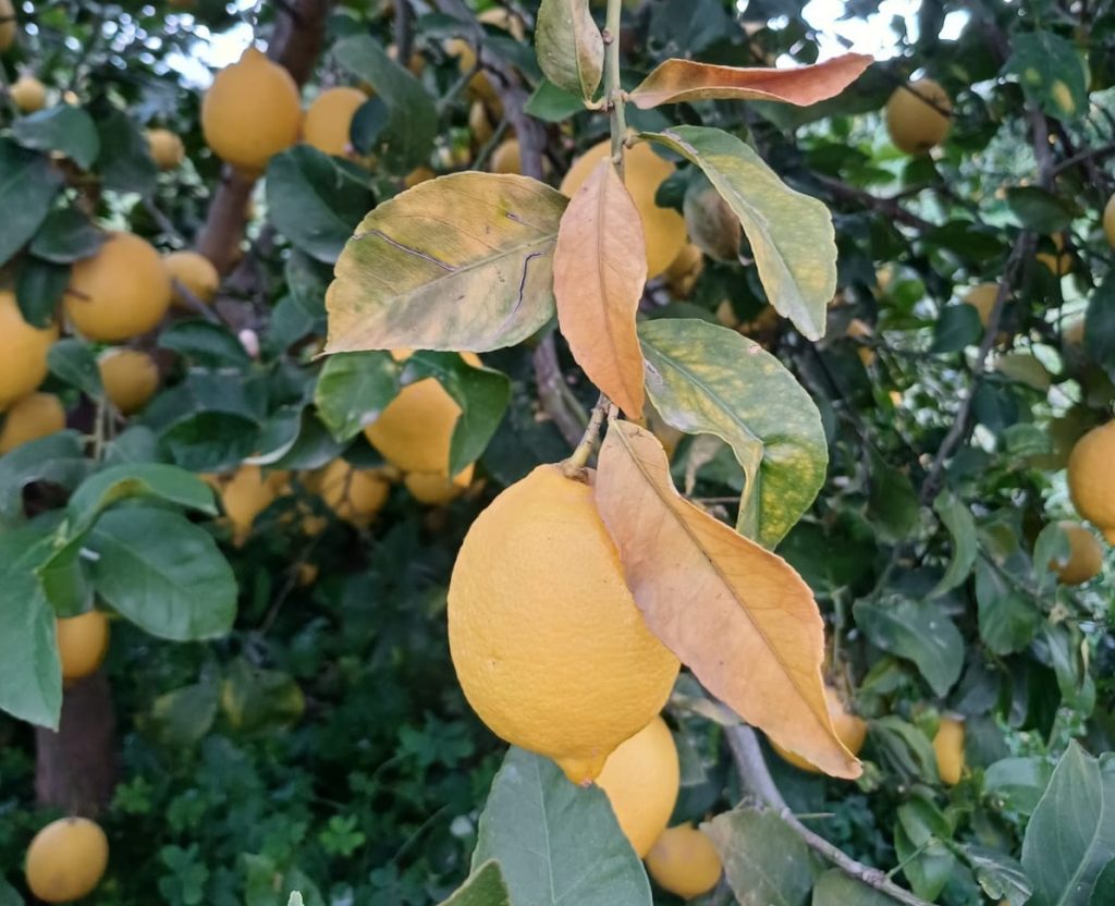 Limones_afectados_por_la_helada_de_enero_2025