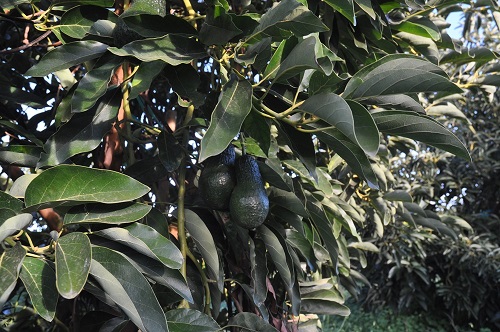 aguacate