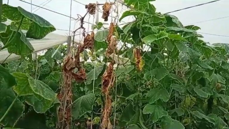 Coag Almeria cultivos daños lluvias