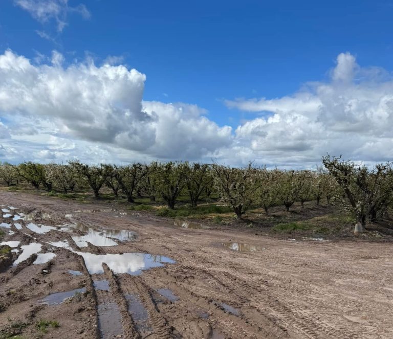 Extremadura ciruelos lluvia UPA