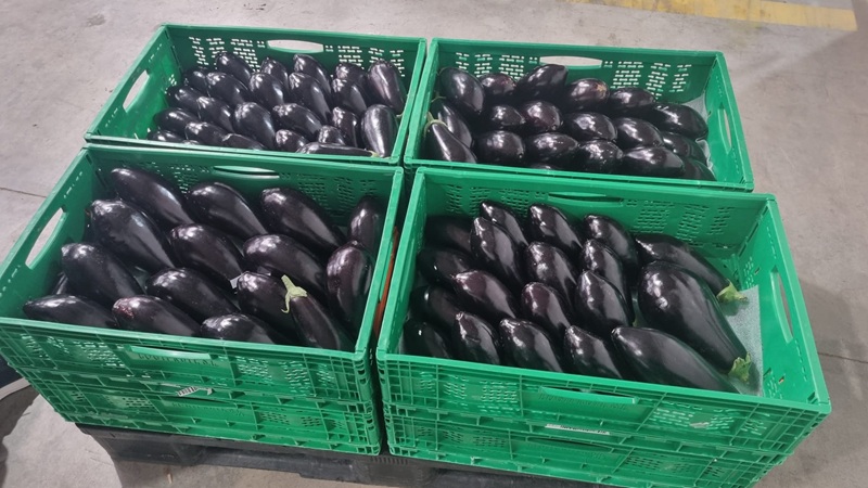 Inspecciones berenjena 1