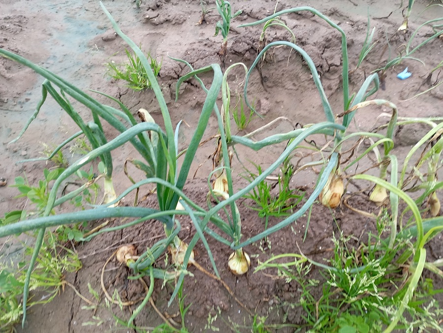 cebolla lluvias valencia