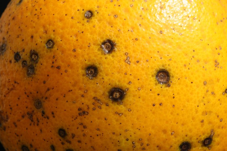 mancha_negra_citricos
