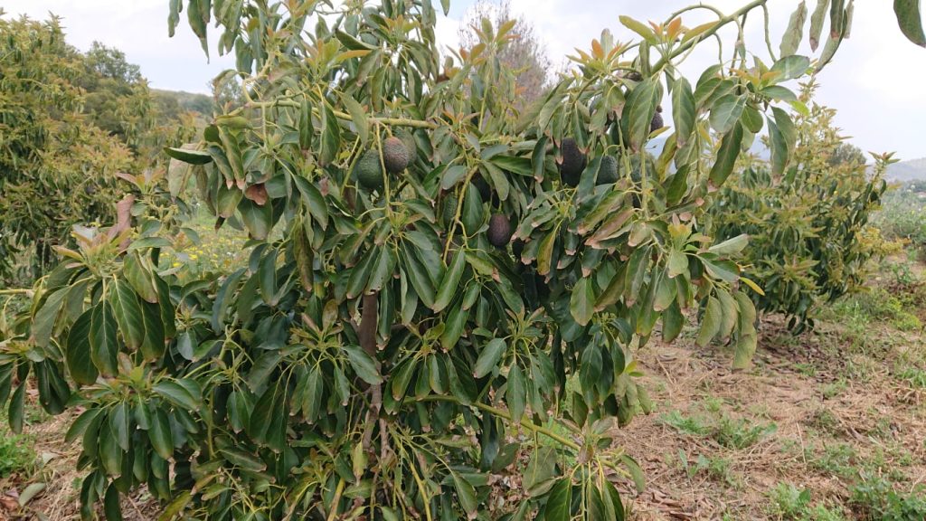 Campo de aguacates