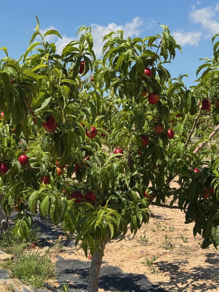 TOÑIFRUIIT ACUERDO BIO LOBROT